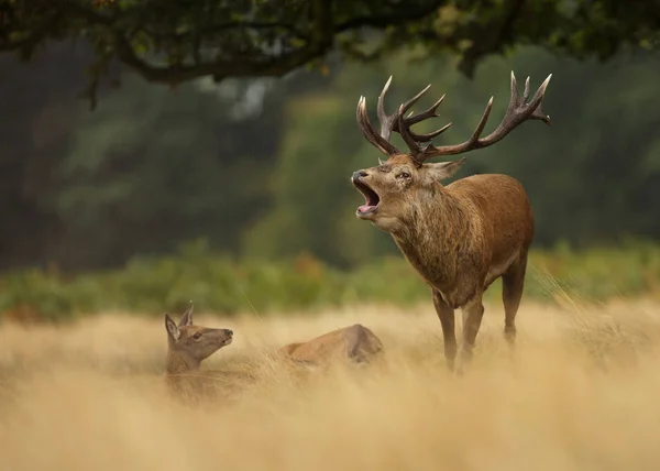 Red Deer Stag Vrålade Gräset Bland Grupp Hinds Storbritannien — Stockfoto