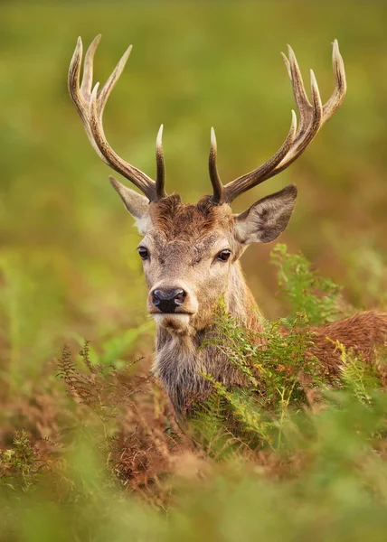 若い赤鹿鹿 英国の肖像画 — ストック写真