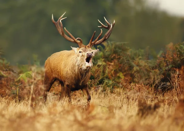 Bellowing Rutting — 스톡 사진