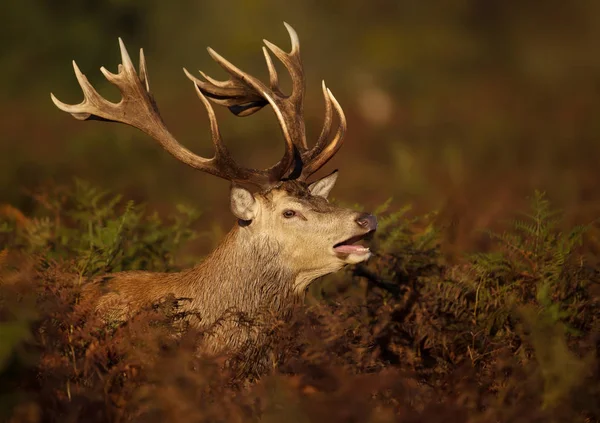 Close Red Deer Stag Roaring Rutting Season — Stock Photo, Image