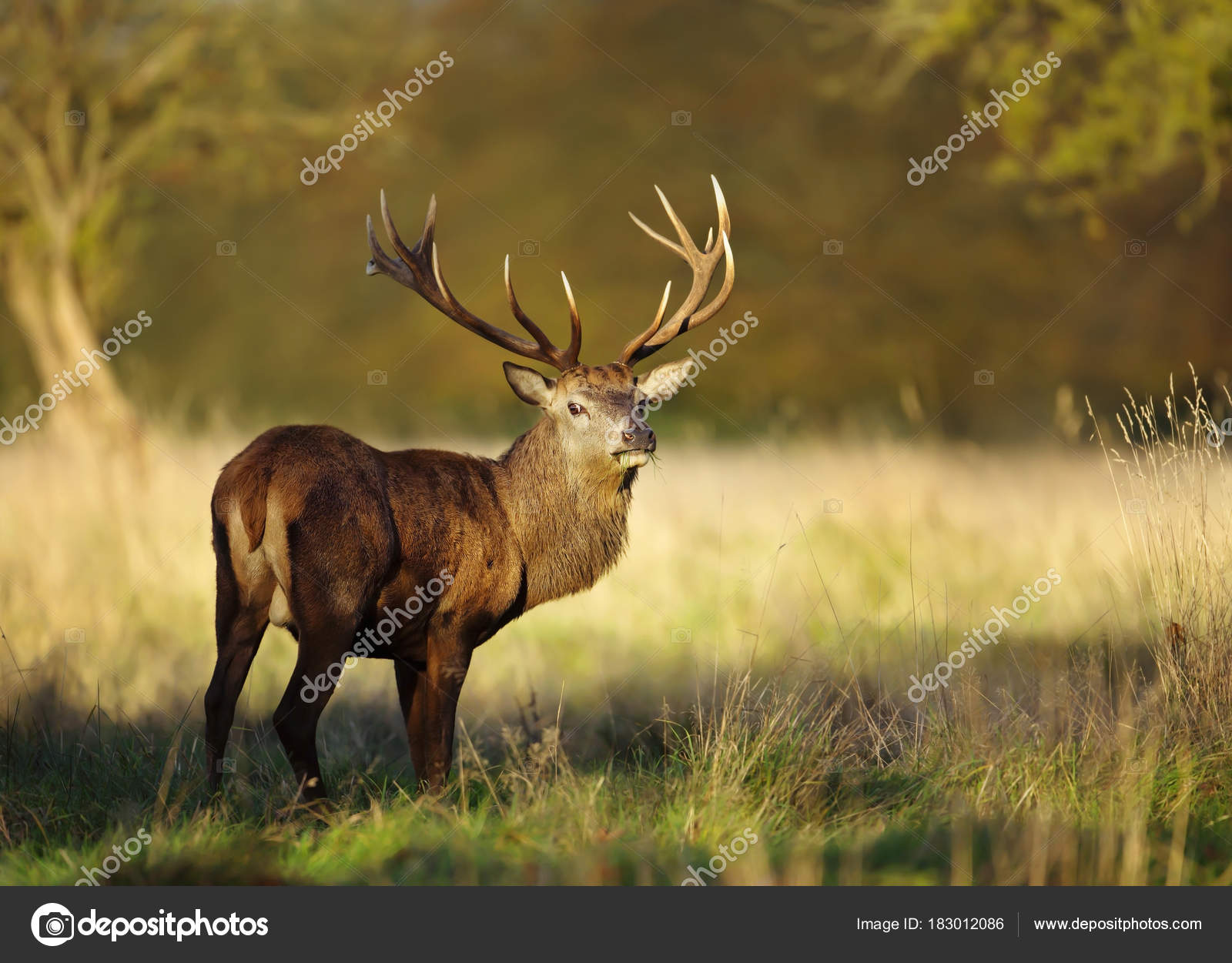 Close up of red deer stag eating grass — Stock Photo © Giedriius 183012086