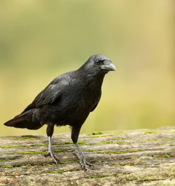 Leş kargası ayakta düşmüş ağaç üzerinde portresi