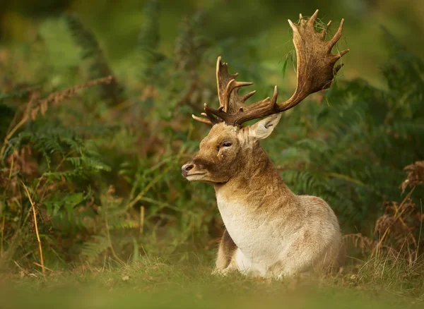 Männliche Damhirsche liegen in Farnen — Stockfoto