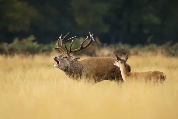 Red deer stag roaring near a hind during the rut — Stock Photo, Image