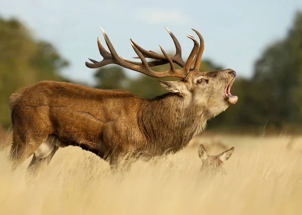 Red deer stag rytande nära en hind under brunsten — Stockfoto