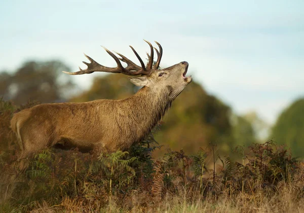 Rutting 절 기 도중 bellowing 레드 사슴 사슴 — 스톡 사진