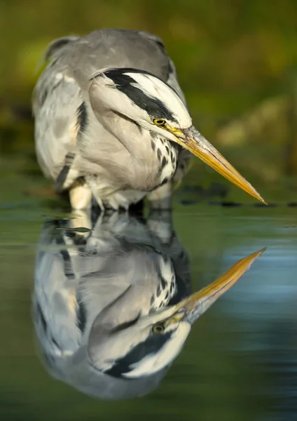 회색 헤론 서 연못에의 반영 — 스톡 사진
