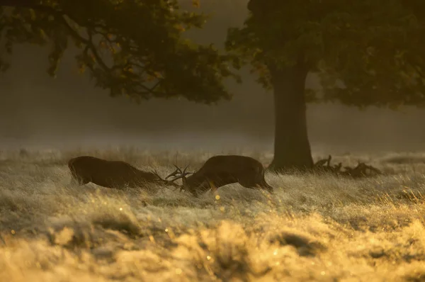 Edelhert stags gevechten bij zonsopgang tijdens de bronst — Stockfoto