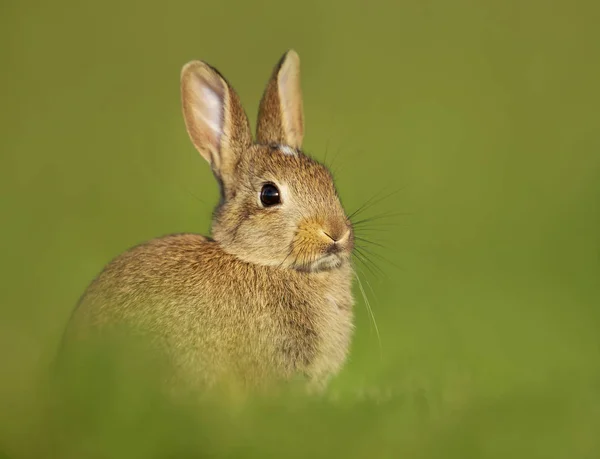 Portret van een jonge kleine konijn in de weide — Stockfoto
