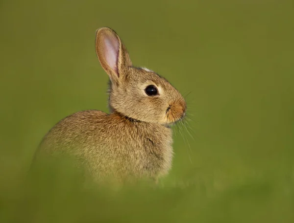 Portret van een jonge kleine konijn in de weide — Stockfoto