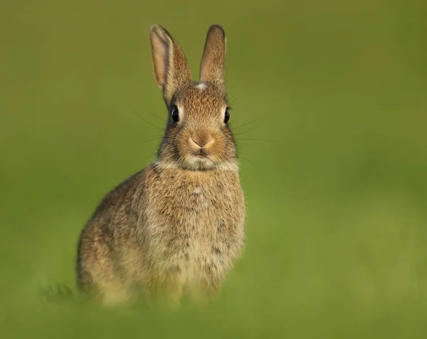Portret van een jonge kleine konijn in de weide — Stockfoto