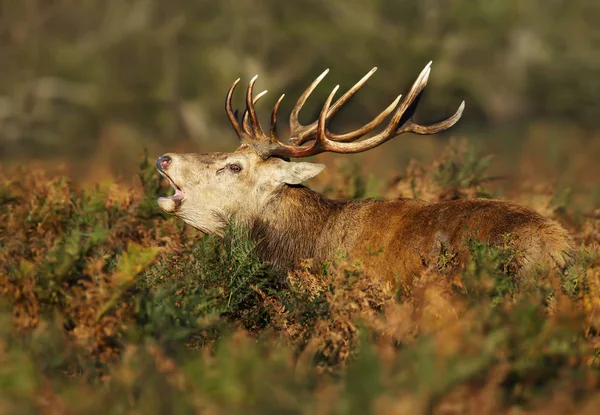 틀에 박힌 생활 동안 활활 타오르는 붉은 사슴의 클로즈업 — 스톡 사진