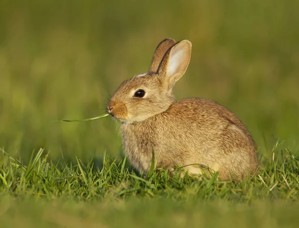 Portret van een Europese baby konijn de sprietje gras eten — Stockfoto