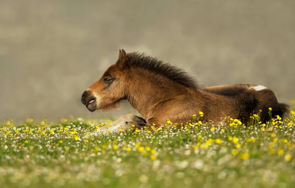 Shetland kicsit pony, virágok a réten fekve — Stock Fotó