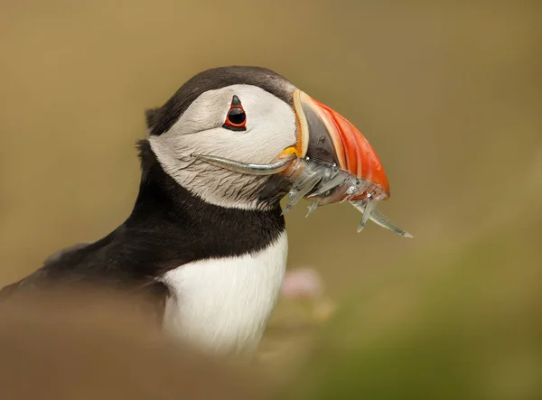 Κοντινό πλάνο του μια Atlantic puffin με χέλια της άμμου — Φωτογραφία Αρχείου