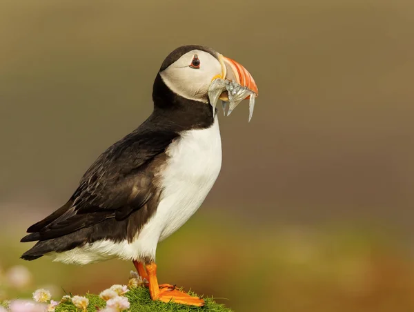 Close up of Atlantic Puffin with the beak full of sand eels — Stock Photo, Image