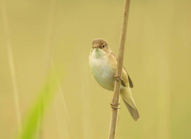 Reed warbler perched on a reed, UK. clipart