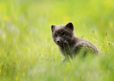 Close up of a blue morph arctic fox in a meadow clipart
