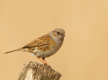 Yazı üzerine tünemiş bülbülü (Prunella modularis)