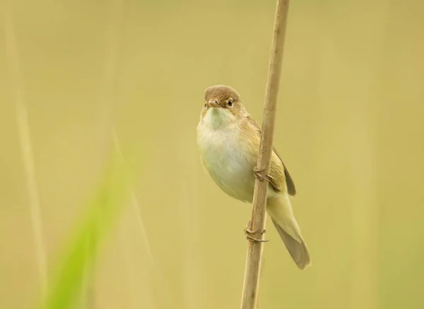 Reed warbler perched on a reed, UK. — Stock Photo, Image