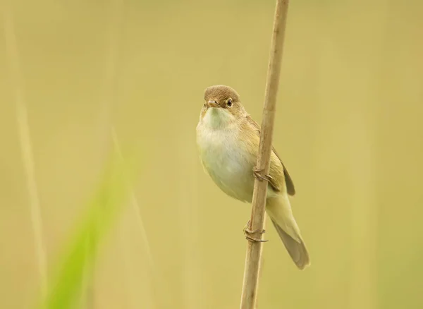 Reed warbler empoleirado em uma cana, Reino Unido . — Fotografia de Stock