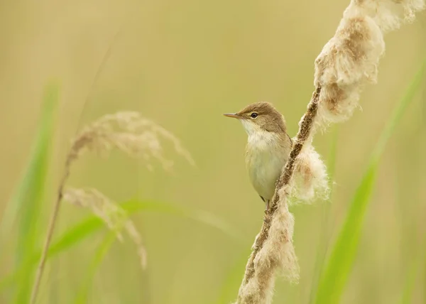 Close up van karekiet zat op een riet — Stockfoto