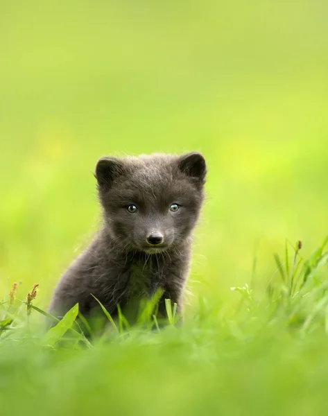 Närbild på en blå morph arctic fox cub — Stockfoto