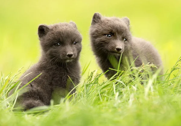 Närbild av söt blå morph fjällräv ungar på sommaren — Stockfoto