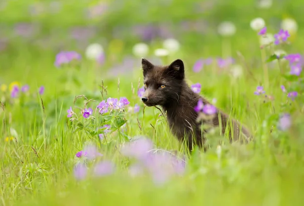 Nahaufnahme eines blauen morphen Polarfuchses auf einer Wiese — Stockfoto