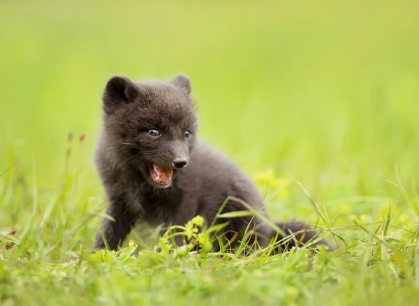 Nahaufnahme eines blauen morphen arktischen Fuchsjungen, der auf einem Gras spielt — Stockfoto