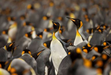 Falkland Adalarındaki Kral Penguen Kolonisi.