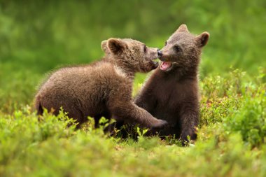 Two brown bear cubs play fighting in the forest  clipart