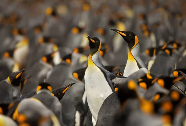 Kolonie King Penguin na Falklandských ostrovech. — Stock fotografie