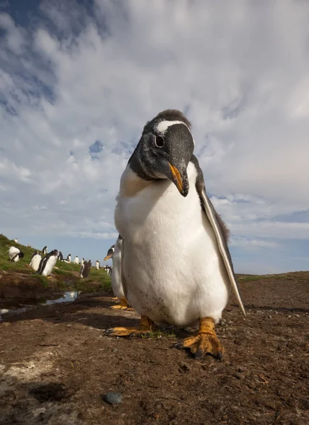 关闭一个巴布亚企鹅小鸡, 福克兰群岛. — 图库照片