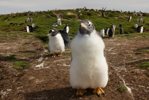 Nahaufnahme eines Gentoo-Pinguin-Küken, Falklandinseln. — Stockfoto