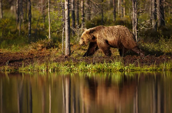 Чоловічий коричневий ведмідь, що йде біля ставка в сонячний літній день — стокове фото