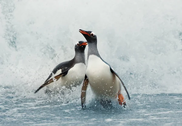 Πιγκουίνους Gentoo έρχονται στην ακτή από μια θυελλώδη Ατλαντικό Ωκεανό — Φωτογραφία Αρχείου