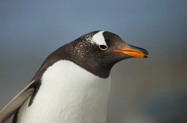 Close up de um pinguim Gentoo contra fundo azul — Fotografia de Stock