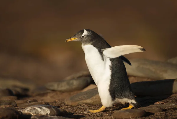 ジェンツー ペンギンの岩石の多い海岸の上を歩く — ストック写真