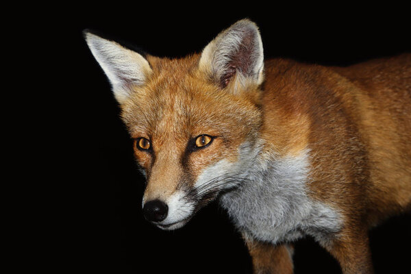 Close up of a Red fox against black background, England, UK.