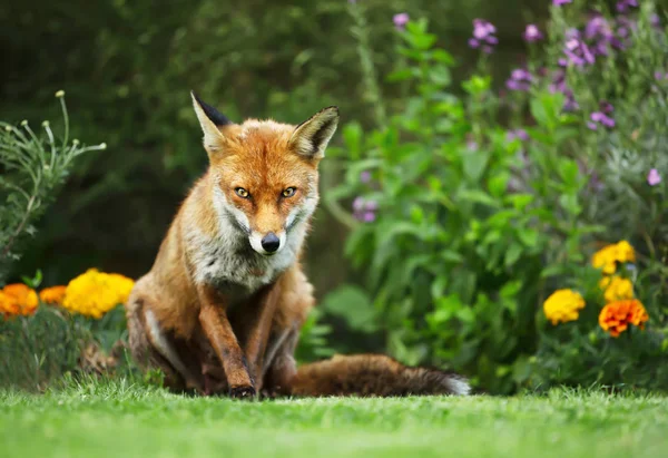 一只红狐狸站在花园里用花的特写 — 图库照片