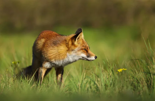 Κόκκινη αλεπού στέκεται στον τομέα της χλόης — Φωτογραφία Αρχείου