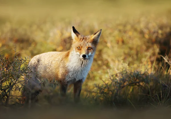 Detailní záběr mladého Red Fox — Stock fotografie