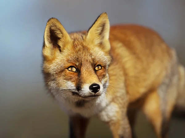 Red Fox niebieskim tle z bliska — Zdjęcie stockowe