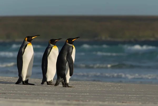 Король пингвинов стоит на песчаном побережье у голубого океана — стоковое фото