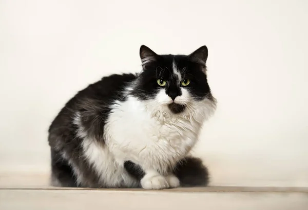 Закрыть кошку с черно-белым мехом . — стоковое фото