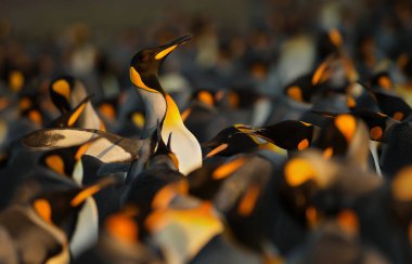 Kral penguenler başka bir Kin karşı agresif davranış görüntüleme