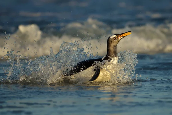 Pingouin de Gentoo venant sur la côte d'un océan Atlantique orageux — Photo