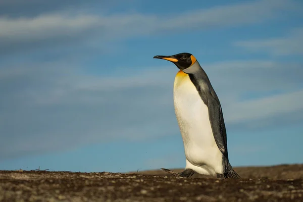Крупный план короля пингвина, идущего по побережью — стоковое фото