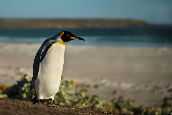 Primer plano de un pingüino King caminando en una playa de arena —  Fotos de Stock